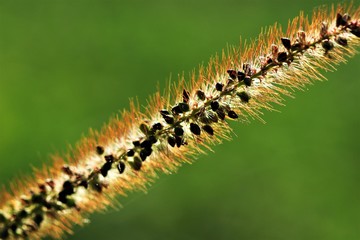 Grasblüte mit Samen