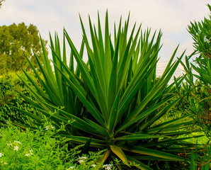  beautiful green bush yucca