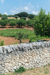 Garden and olive grove at Masseria Aprile, Locorotundo, Italy, Europe