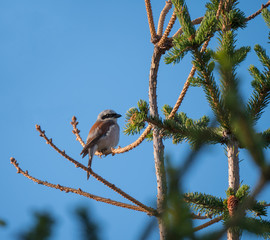 Red-backed shrike Lanius collurio sitting on a spruce tree branch against blue sky background. Red-backed shrike is a carnivorous passerine bird and member of the shrike family Laniidae