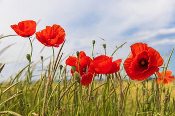 Obraz premium Maki 47