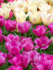 Fototapeta premium The Netherlands, Lisse, Keukenhof Gardens. Close-up of tulips.
