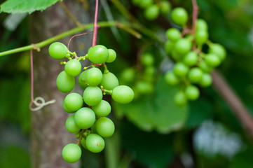  A bunch of green / unripe homemade grapes on a branch in the garden. The concept of healthy eating and organic products.