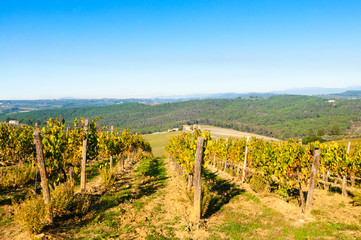 Fototapeta premium Vineyard, Strada in Chianti, Chianti area, Firenze province, Tuscany, Italy
