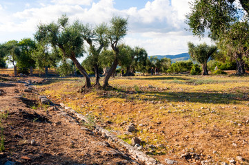 Ruins of Roman Forum, Roman town of Cosa, Ansedonia, Grosseto province, Tuscany, Italy