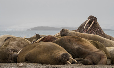 Arctic Ocean, Norway, Svalbard. Walruses resting on beach.