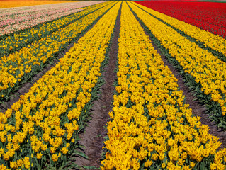 Netherlands, Kop van Noord-Holland, Tulip Fields in Holland