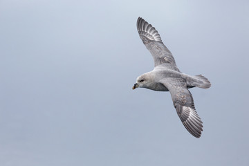 Arctic Ocean, Norway, Svalbard. Close-up of flying northern fulmar.