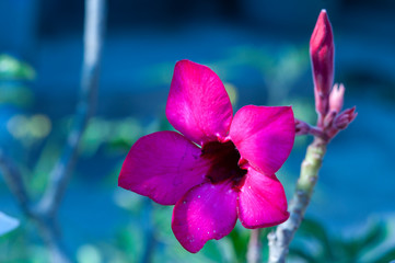 purple orchid flower
