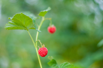 Red raspberries on a branch in the garden. The concept of healthy eating and organic food.