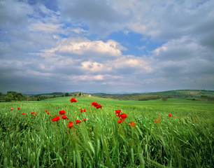 Tuscany, Poggiolo. Red poppies sway under a churning summer sky in Poggiolo, Tuscany, Italy.