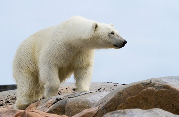 Fototapeta na wymiar Norway, Svalbard. Close-up of polar bear on rocky ground.