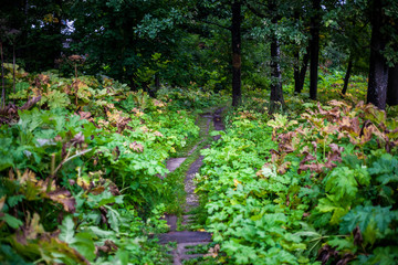 Thickets of hogweed. Hogweed is a weed plant. Hogweed has taken over everything around.