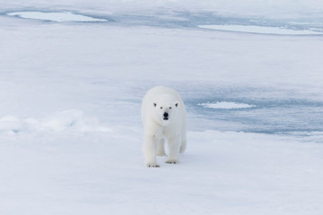 Obraz na płótnie Canvas Arctic, Norway, Svalbard, Spitsbergen, pack ice, polar bear (Ursus maritimus) Female polar bear.