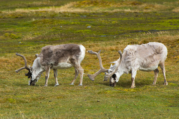 Norway. Svalbard. Bellsund. Varsolbukta. Camp Millar. Svalbard reindeer (Rangifer tarandus platyrhynchus) grazing.