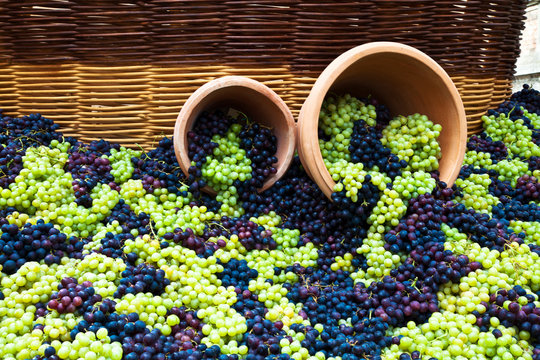 Fresh Grapes at Harvest Festival.