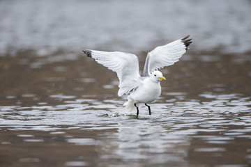 Arctic, Norway, Svalbard, Spitsbergen, Longyearbyen, Black-legged kittiwake (Rissa tridactyla) Bathing black-legged kittiwake.