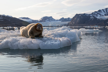 Norway, Svalbard. Bearded seal resting on ice. Credit as: Josh Anon / Jaynes Gallery / DanitaDelimont.com
