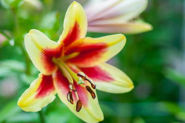 Lily flower in garden. Commonly known as Oriental Stargazer Lily.