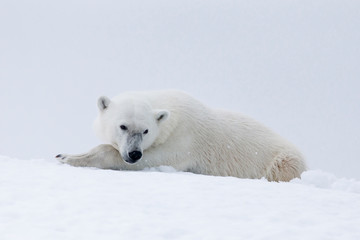 Fototapeta na wymiar Arctic, Norway, Svalbard, Spitsbergen, polar bear (Ursus maritimus) Polar bear making a day bed and resting in it.