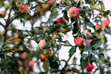 Apples on a branch in the garden