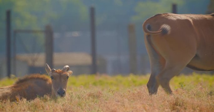Shoot of beautiful antilopes walking in the filed in the national park in summer