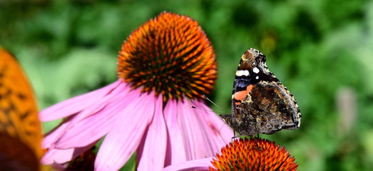Schmetterling sitzt auf einer Sonnenhutblüte
