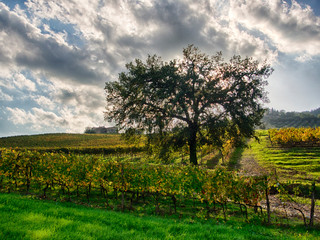 Italy, Tuscany, Chianti, Autumn Vineyard Rows with Bright Color