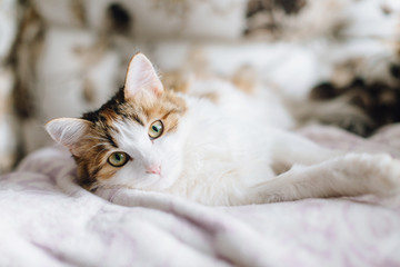 Beautiful cat lies on the couch and looks at the camera