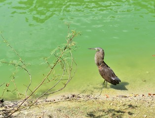 Bird Heron Tiger 1, owes its name to the color of its feathers. 