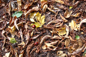 fallen leaves and chestnuts background 
