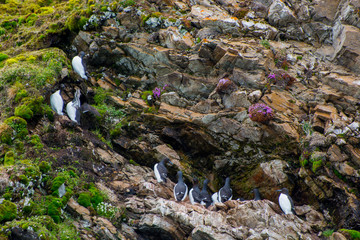 Norway. Svalbard. Krossfjord. Guillemots (Uria aalge) nesting high on a cliff