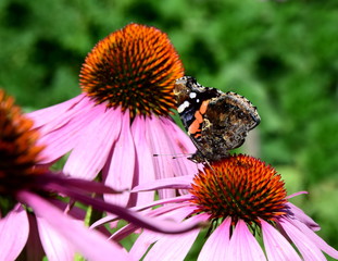 Schmetterling sitzt auf einer Sonnenhutblüte