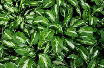 Floral green background with Plantain Lily (Hosta)