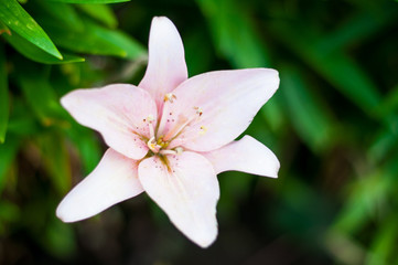 Lily flower in garden. Commonly known as Oriental Stargazer Lily.