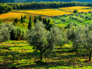 Italy, Tuscany, Chianti, Autumn Vineyard Rows with Bright Color