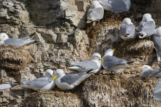 Norway. Svalbard. Barentsoya. Freemansundet. Black-legged kittiwake (Rissa tridactyla) nesting colony.