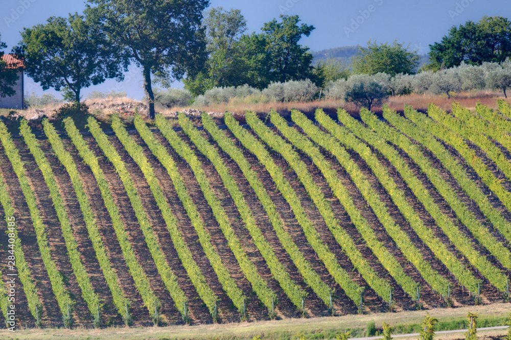 Poster vineyards draping hillsides near monte falco