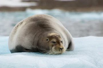 Fototapete Bärtierchen Norway. Svalbard. Krossfjord. 14th of July glacier. Bearded seal (Erignathus barbatus) on an ice floe.