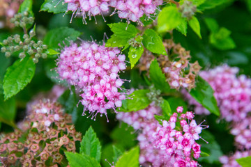 Flowering plant found in Hordaland province, in the town of Bergen.