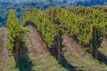 Fototapeta na wymiar Vineyards Draping Hillsides near Monte Falco