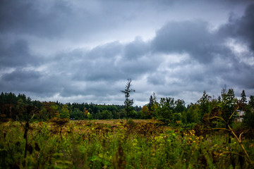 Fototapeta premium Natural landscape in the summer. Plants in natural light. Forest.