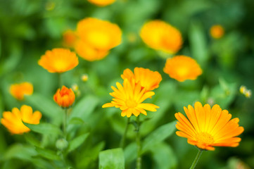 Bright summer background with growing flowers calendula officinalis, marigold.