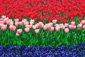 The Netherlands, Lisse. Close-up of flowers at Keukenhof Gardens. Credit as: Dennis Flaherty / Jaynes Gallery / DanitaDelimont. com