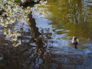 Mallard and blooming cherry blossoms