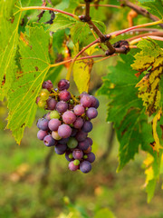 Italy, Tuscany, Chianti, Autumn, Harvest Grapes waiting to be picked