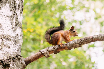 Squirrel on a tree