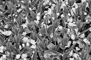Netherlands. Tulips at Keukenhof Gardens. 