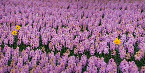 Hyacinth flower fields in famous Lisse, Holland