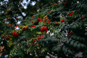 Mountain ash on sky background